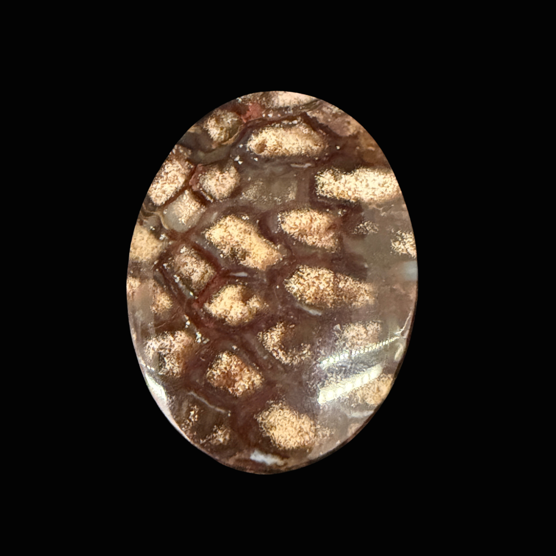 Fossilized Polished Pine Cone Cabochon-rare