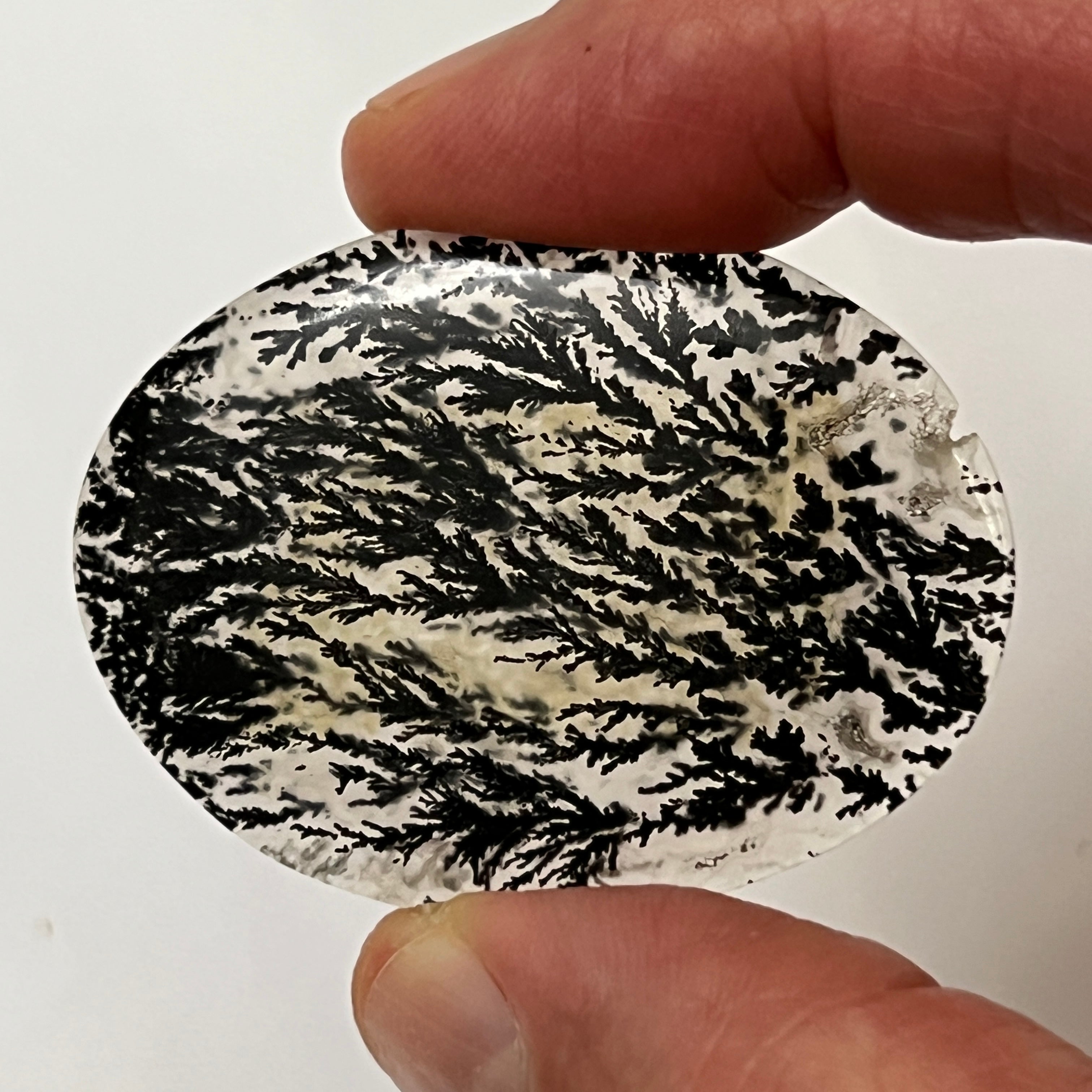 Black Plume Dendritic Agate - Rare- 1980's Alpine Texas