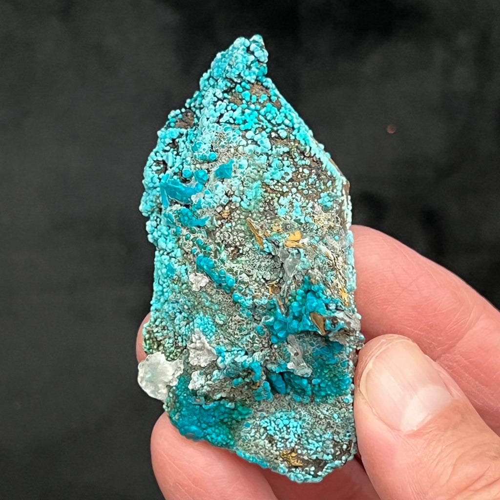 This is an exceptional specimen with a prolific dispersion of beautiful robin's egg blue to vivid bright and dark blue botryoidal Chrysocolla "balls" on Limonite coated Quartz. Source: Tantadora Mina, Huancavelica. Peru.  