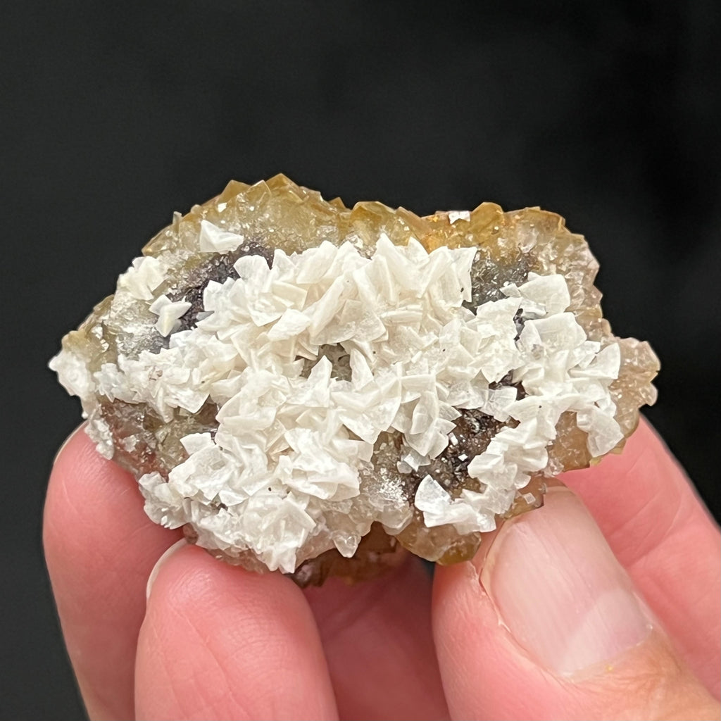 There are very attractive clusters of well formed saddle shaped Dolomite crystals presenting on this specimen. 