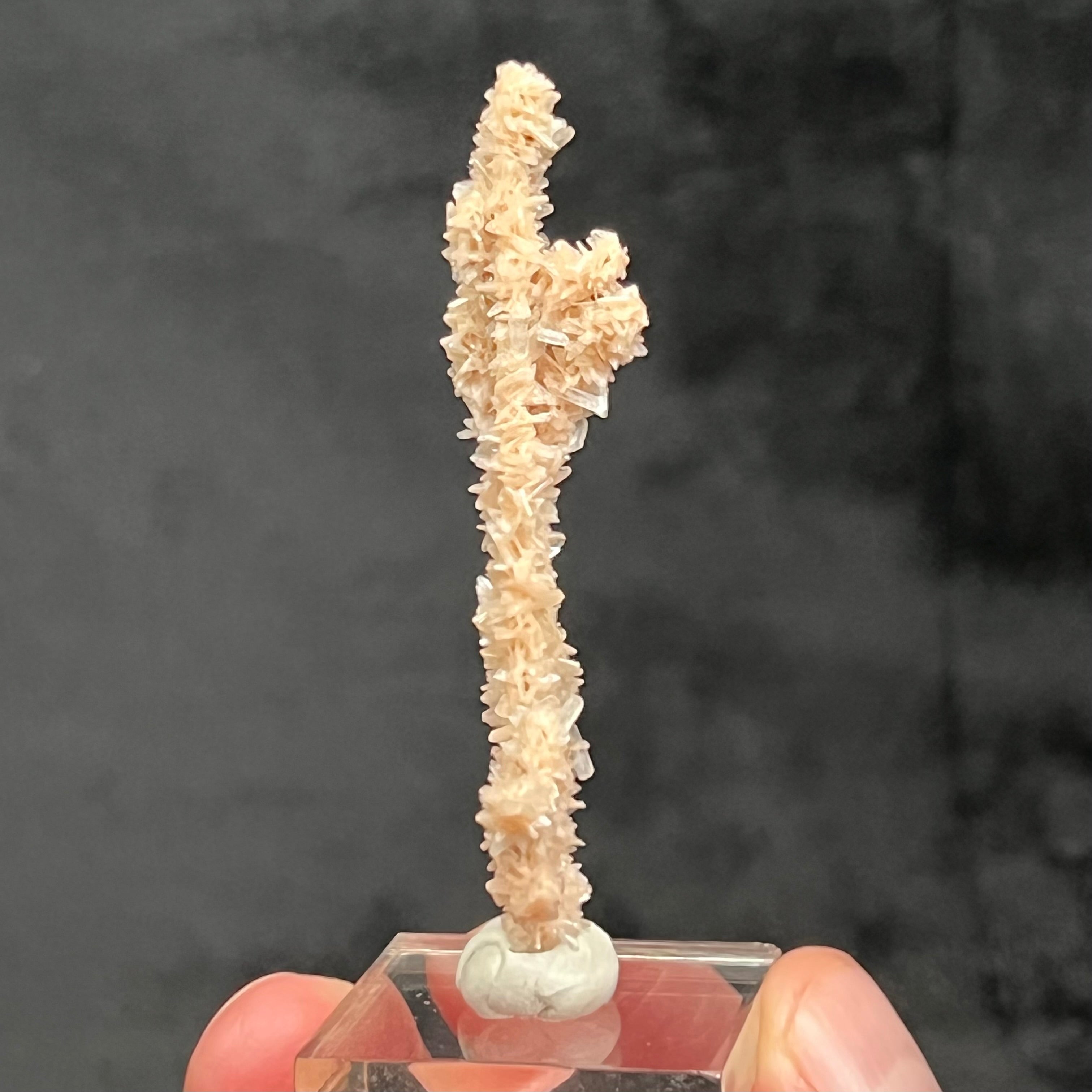 This is a rarely seen stalactite growth formation of Heulandite and Stilbite! The source for this surprising and exceptional Heulandite and Stilbite Stalactite formation is Sakur, the Ahmednagar District, Nashik Division, Maharashtra, India.