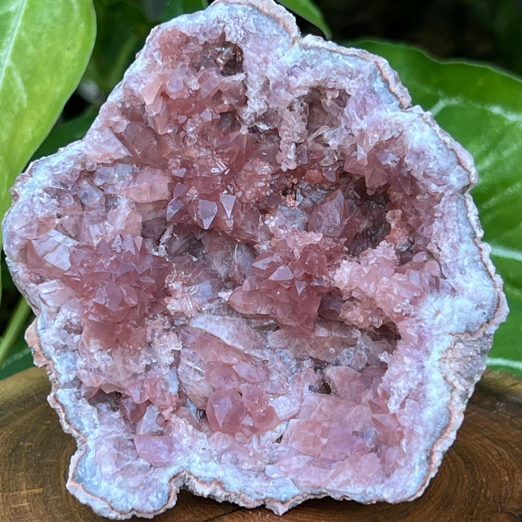 This is an excellent, quality Pink Amethyst Crystals Geode specimen with multiple darker pink, prismatic, flower like rosette formations and a secondary growth bridge formation growing inward from the edge of the specimen.
