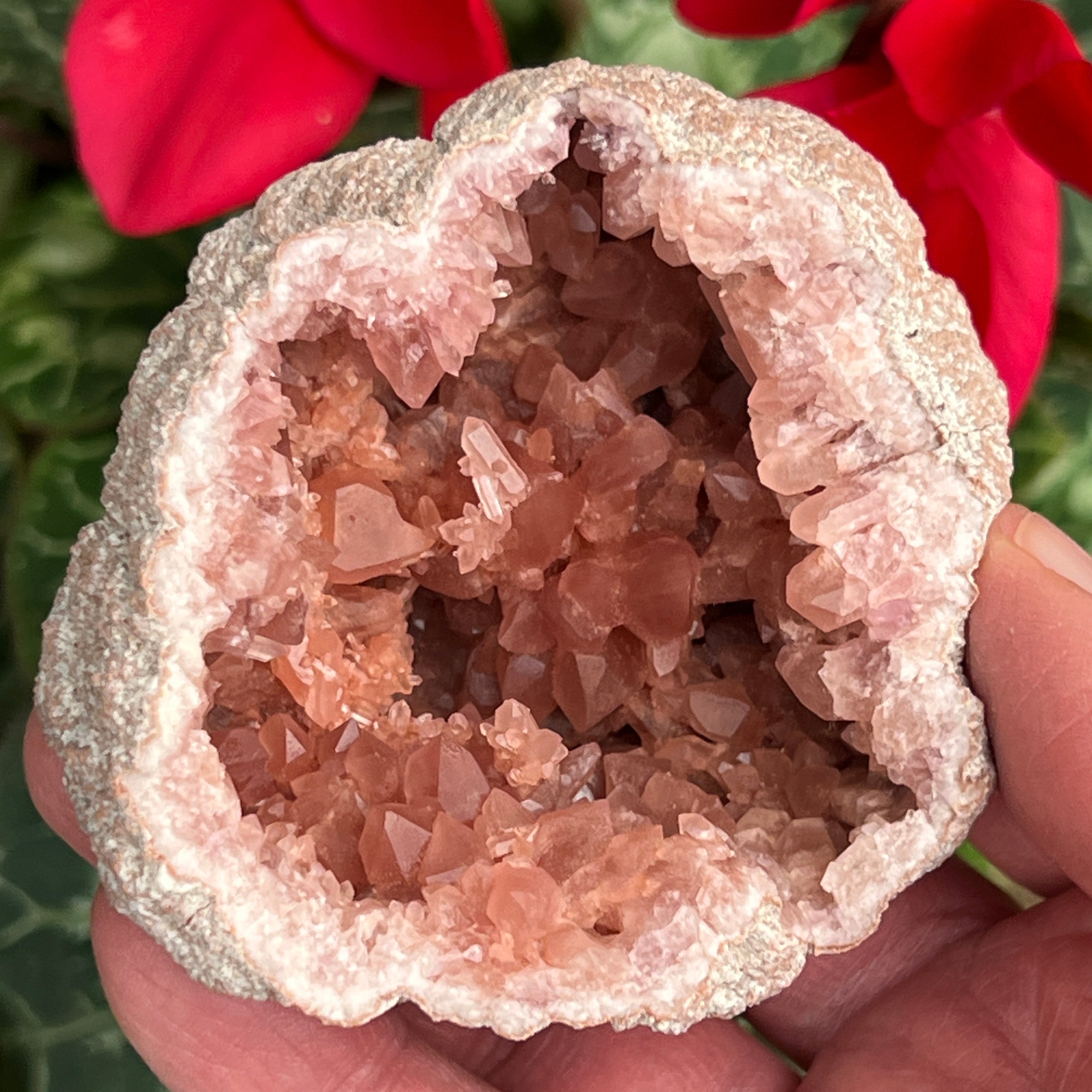 The majority of the Pink Amethyst crystals in this exceptional geode are superbly undamaged.