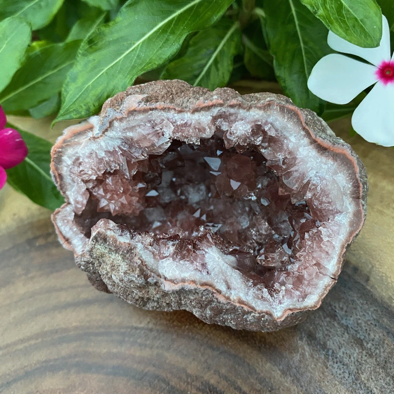 Terrific druzy-like formations are nestled in the base of this Pink Amethyst Crystals Geode.
