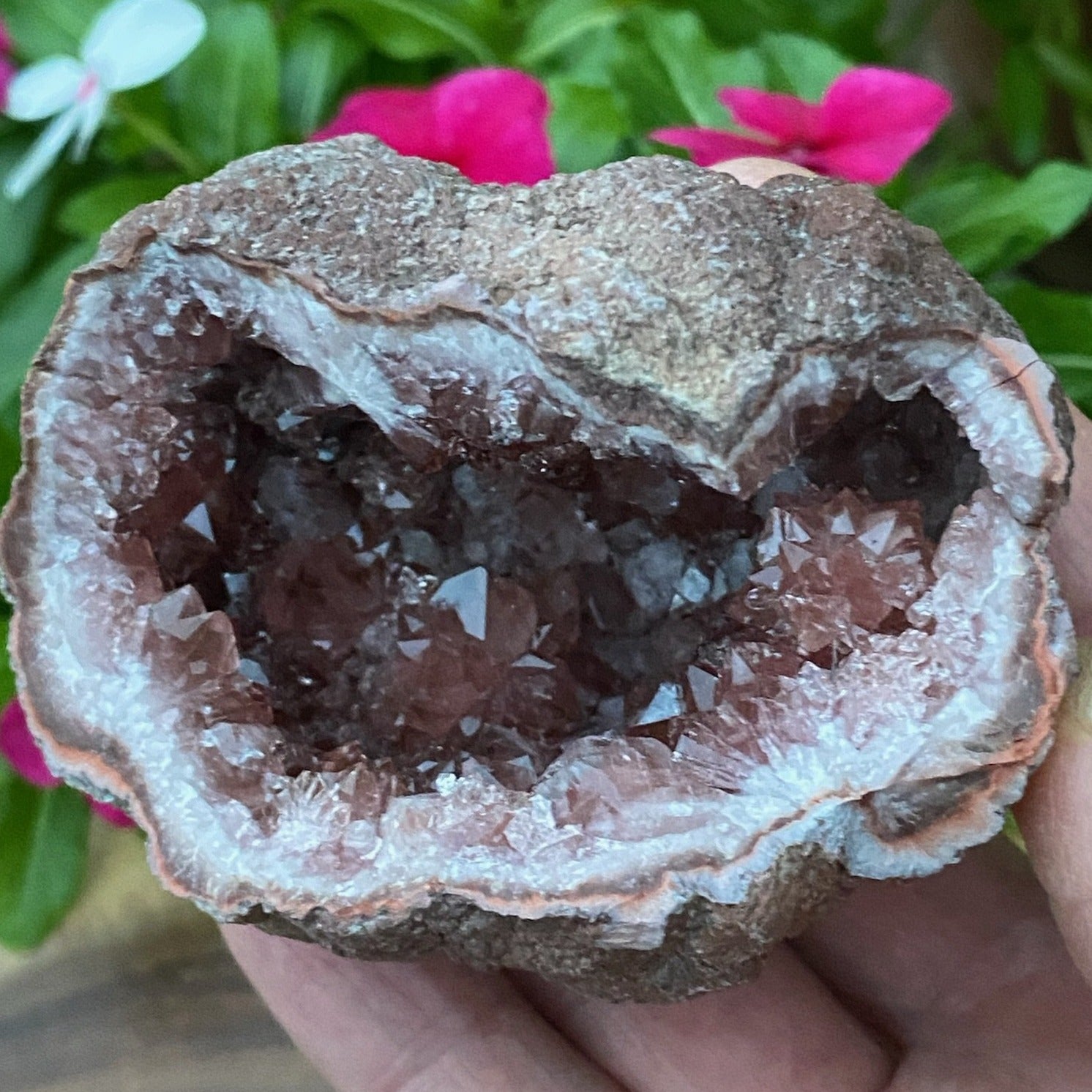 This is a supremely sparkling, highly lustrous, high quality Pink Amethyst Crystals Geode specimen with an excellently formed rosette formation on one side of the pocket.
