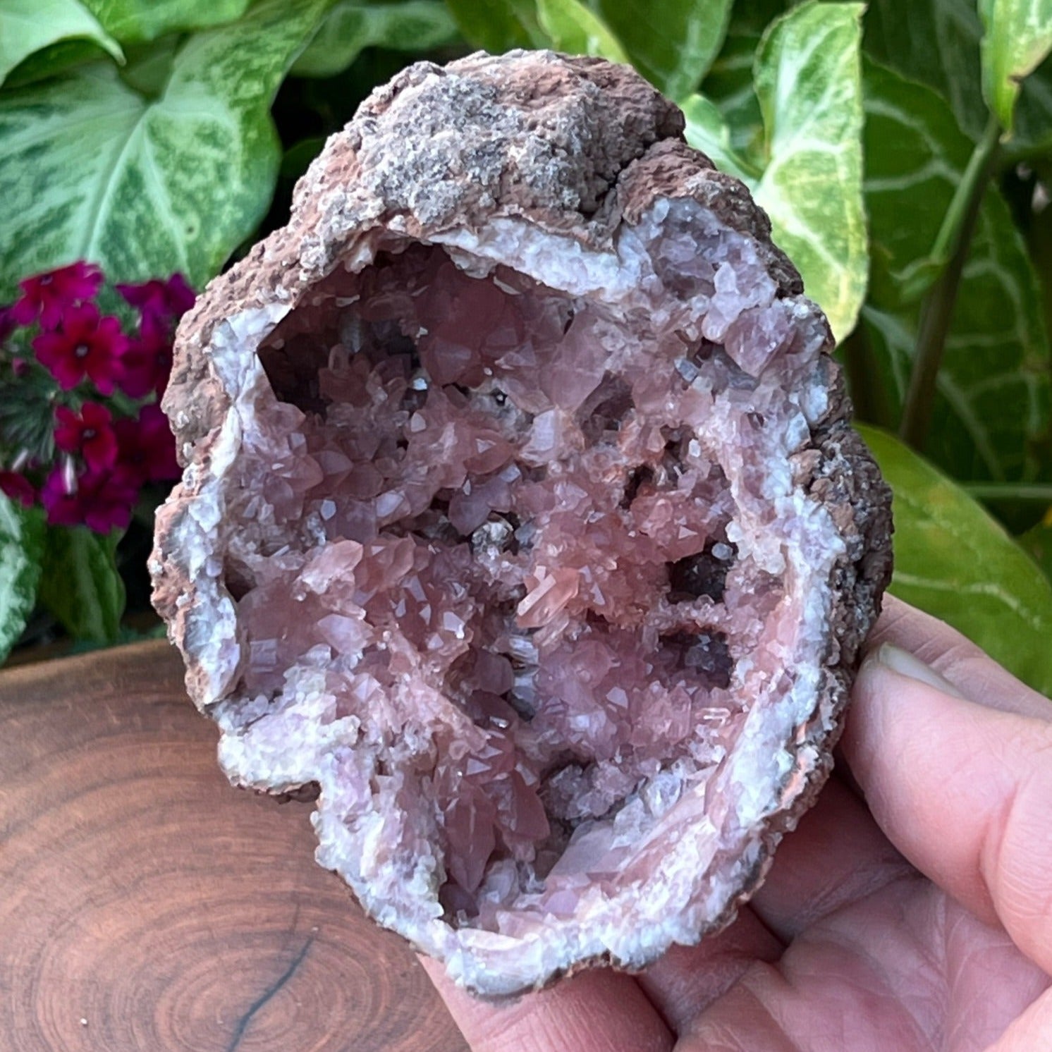 Specializing in the highest quality Pink Amethyst Crystal Geodes available. Always 100% natural, never treated. This is an excellent, larger size, quality Pink Amethyst Crystals Geode specimen with multiple double terminated crystals. 4.08" x 3.12" x 2.11" or 103.7mm x 79.3mm x 53.8mm deep.