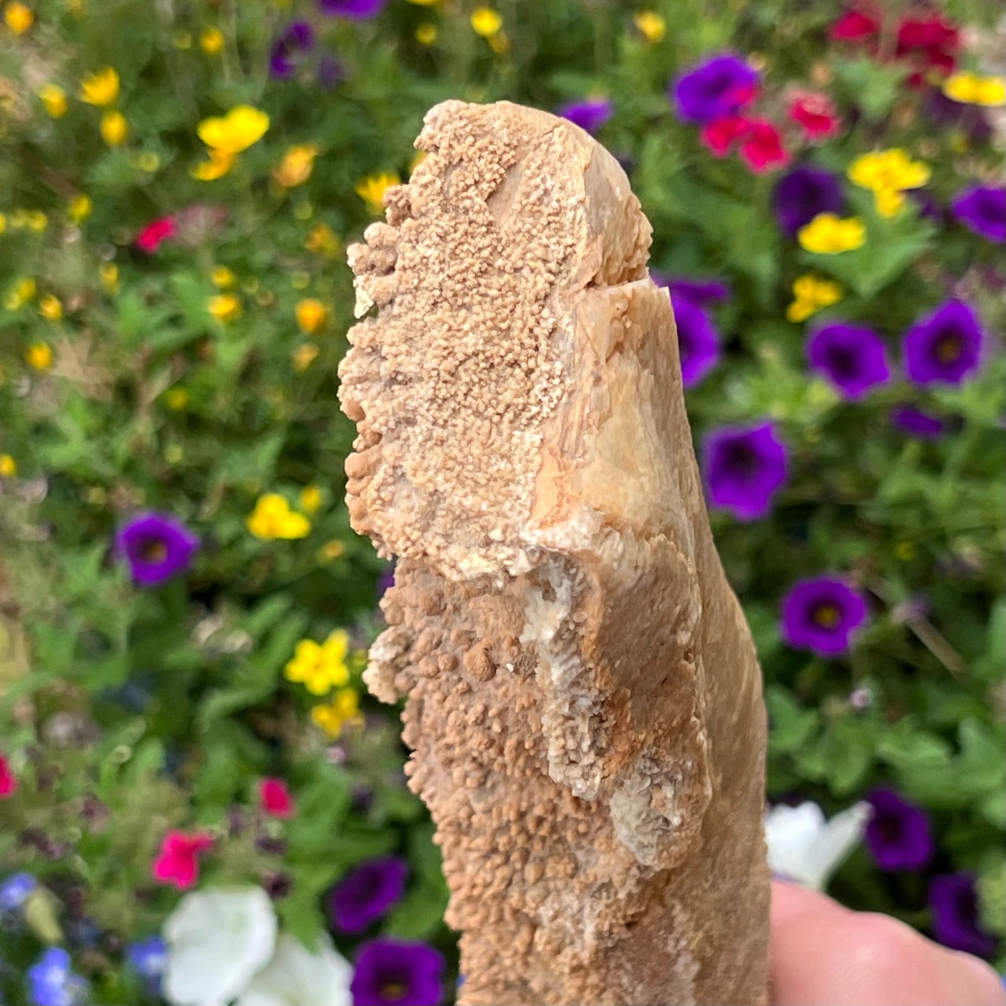 Observing the curious fold-over formation at the end of this specimen, it is apparent that the Stalactite is not damaged and must have met with some surface within the cavern in which it formed.