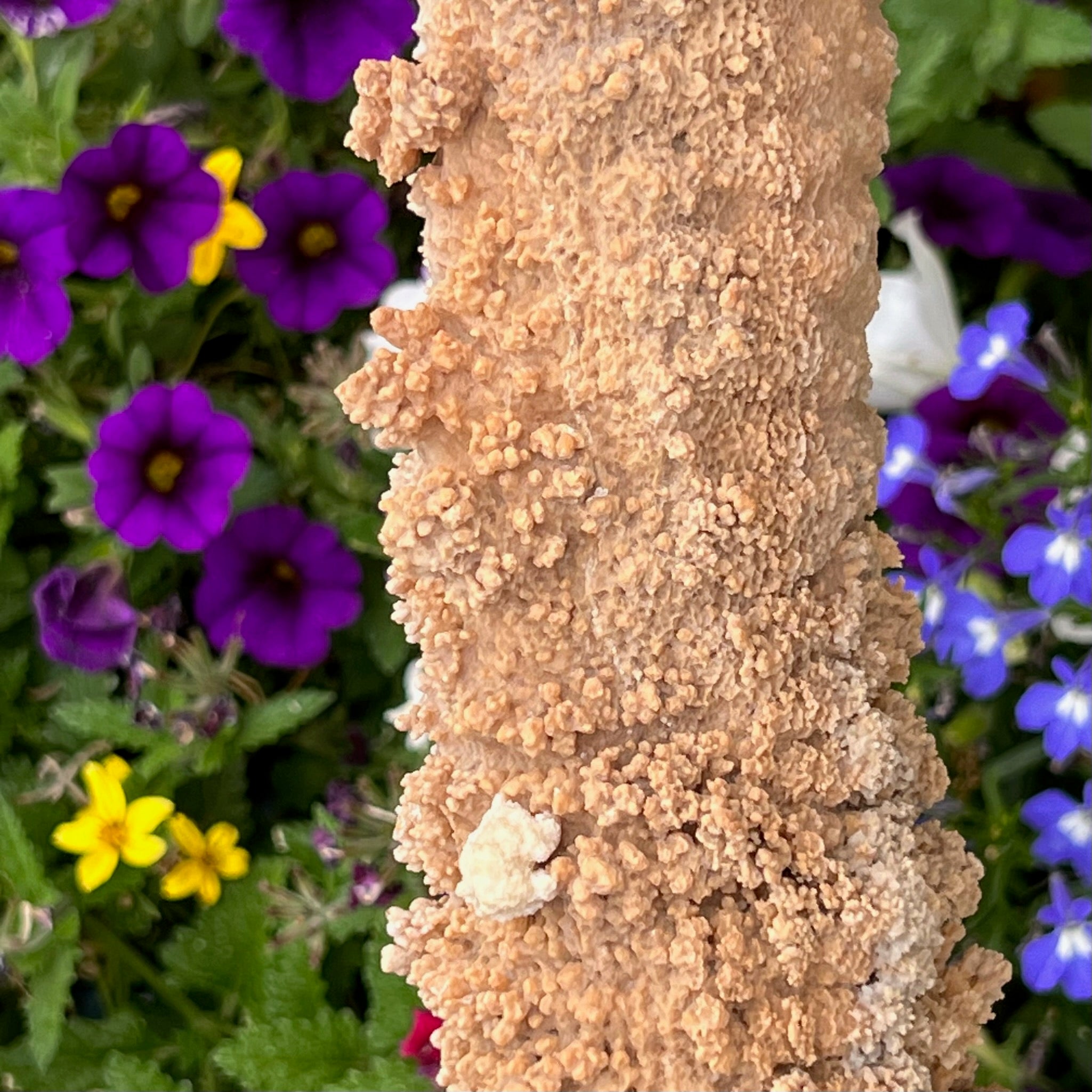 The blossom-like, popcorn-like, fanning and finger-like structures presenting from the surface of this Stalactite specimen from Morocco, are particularly captivating.
