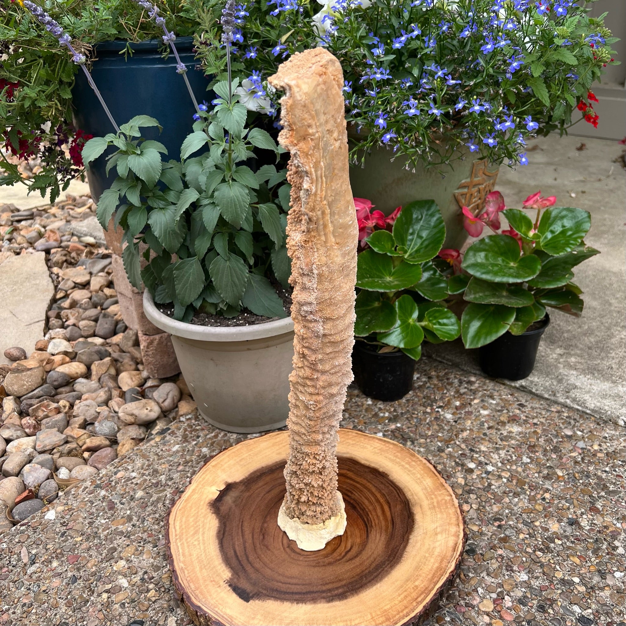 Plaster has been carefully applied to one end of this Stalactite to give the specimen the opportunity to be displayed "standing" upright.