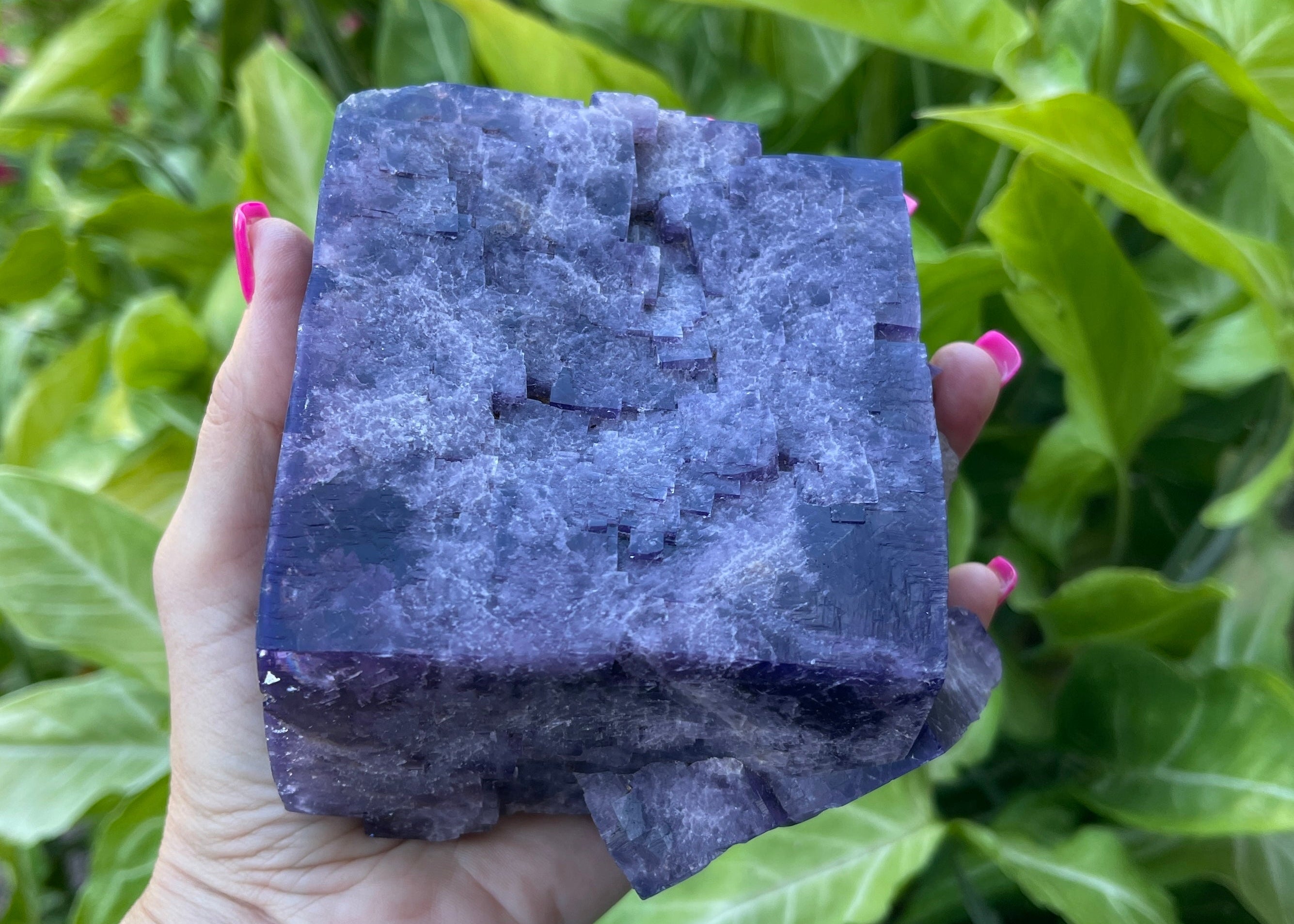 Hand holding a large purple crystal against a green leafy background