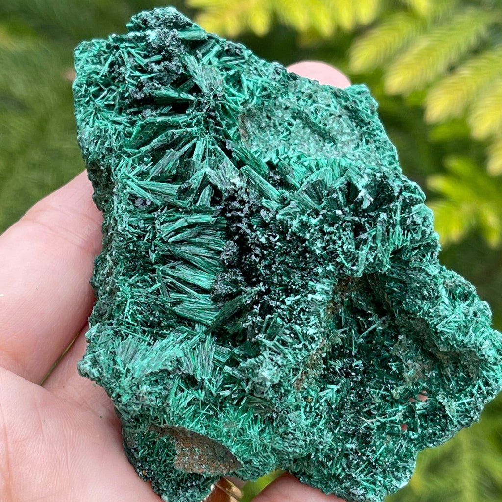 Dark Green Fibrous Malachite shown in hand,