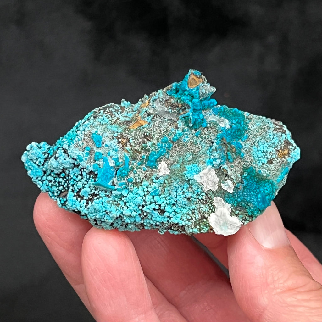 Secondary growth Quartz is evident in multiple places around this specimen, most of the crystals are covered by the Chrysocolla bots. Source: Tantadora Mina, Julcani District, Angares Province, Huancavelica. Peru.  