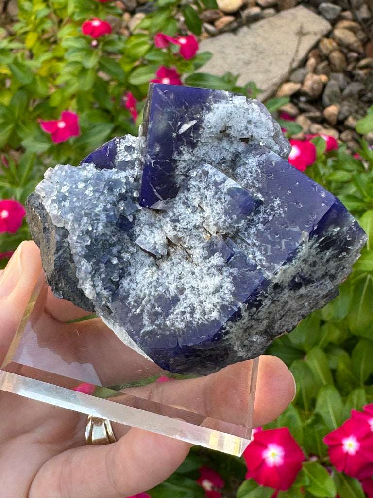 Rare Fluorite from the Milky Way Pocket that was discovered in the Diana Maria mine in 2020. This specimen, prominently displays the dark purple, almost black appearing Fluorite Crystals above the Milky Way dusting.