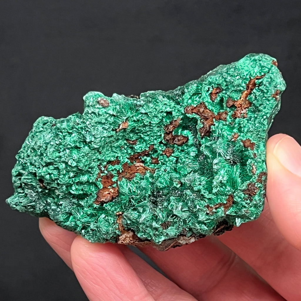 This is excellent, quality Fibrous Malachite that exhibits highly lustrous sprays of well formed needle like crystals and some areas with an undulating, beautifully silky, velvety presence.