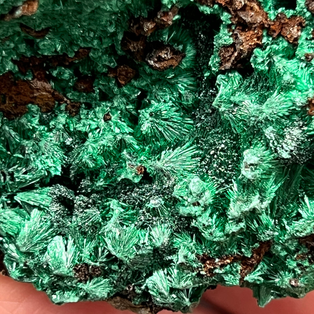 Here is a closer look at the superb needle like sprays of lustrous Malachite presenting in this piece from the DR Congo.