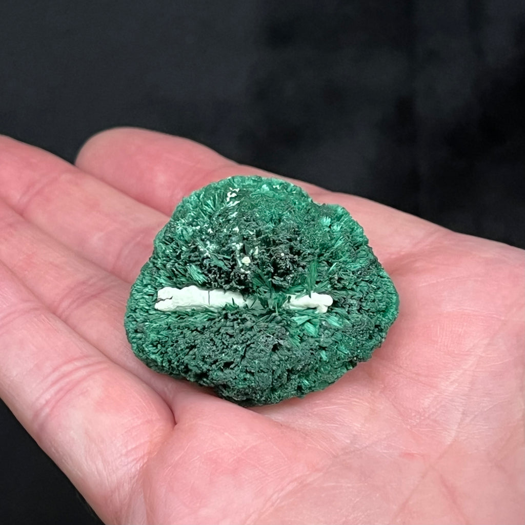 This curious and finely formed Fibrous Malachite is from the Mindingi Mine, Haut-Katanga DR Congo.