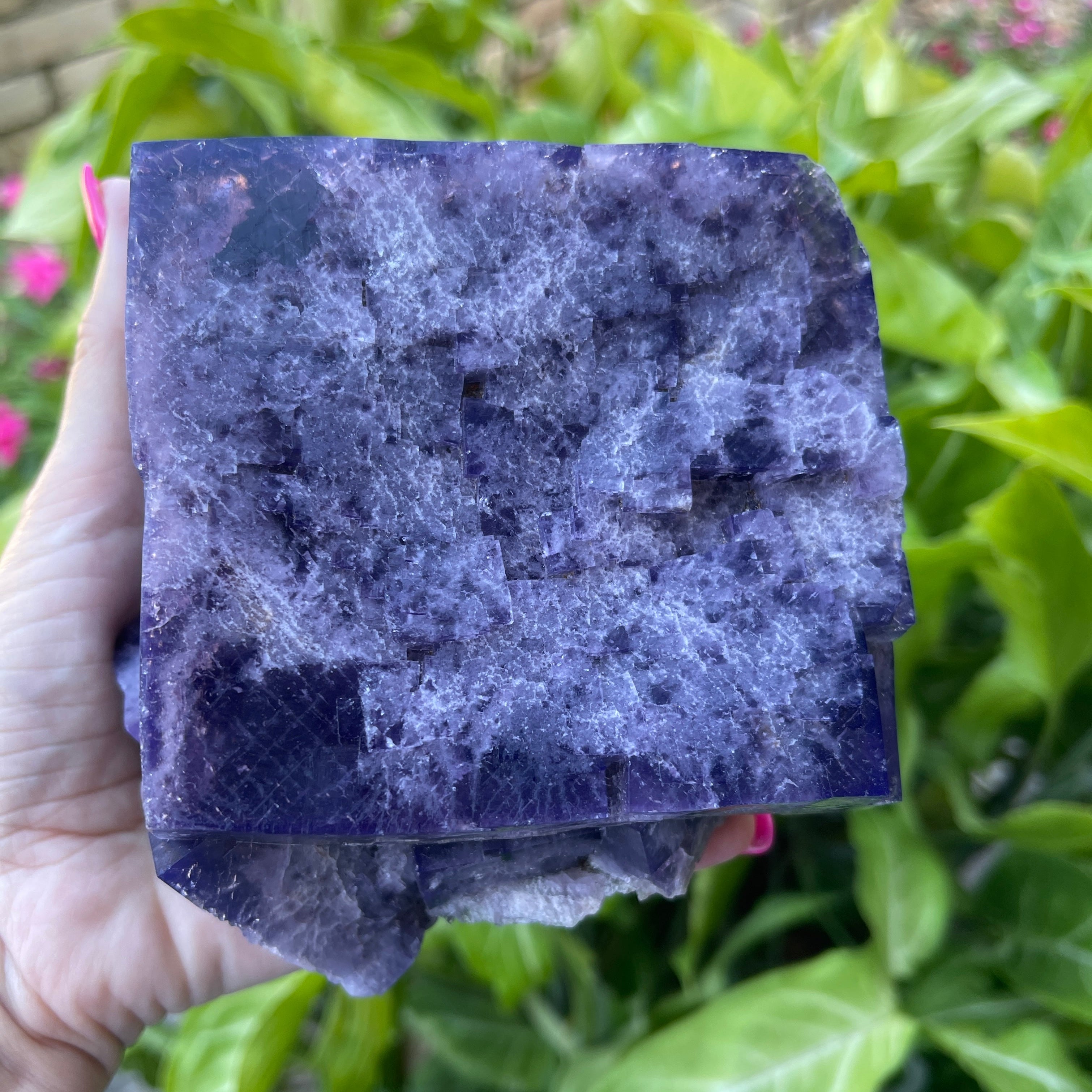 Hand holding a purple crystal block with green foliage in the background