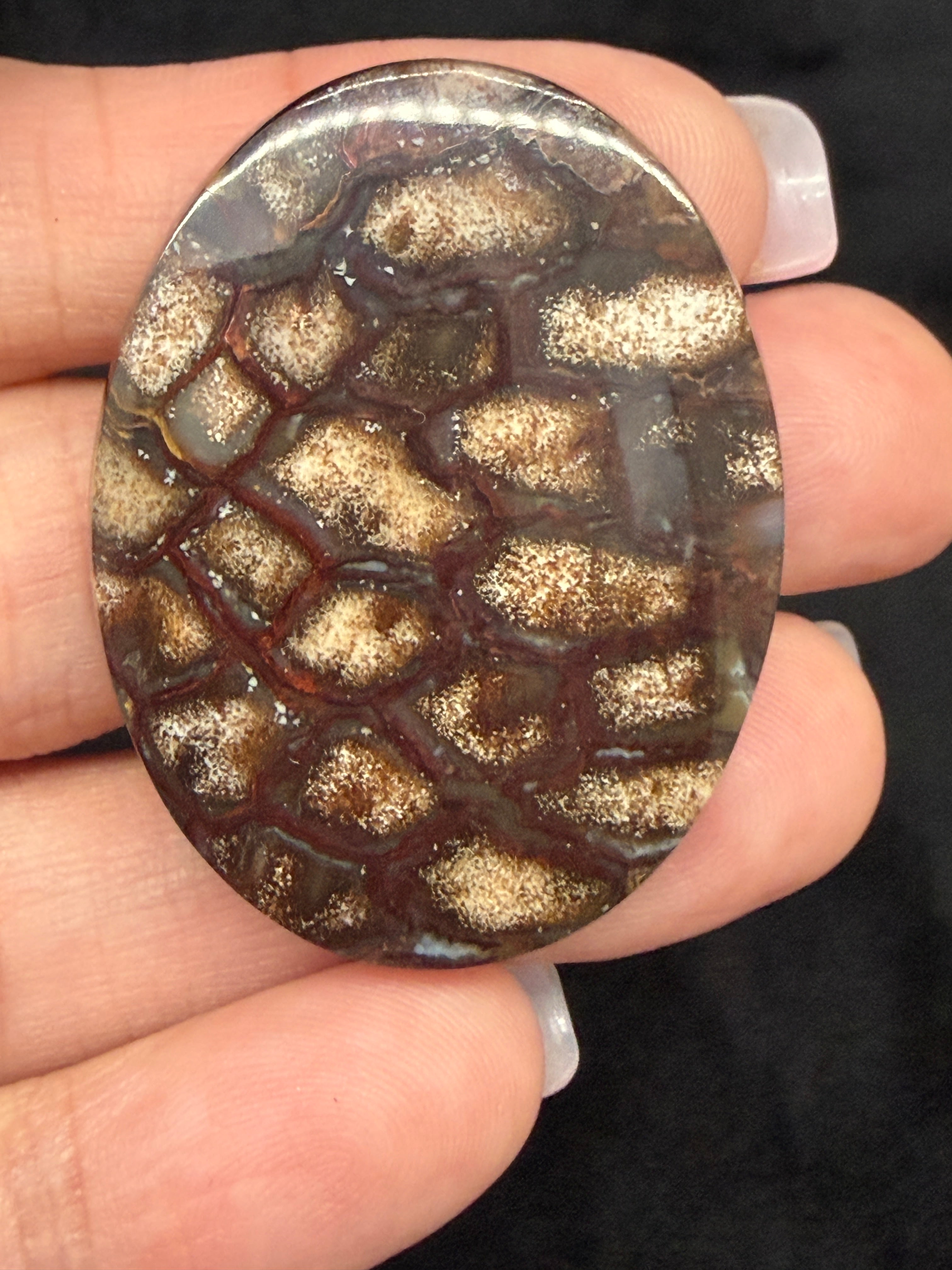 Fossilized Pine Cone Cabochon shown in hand.
