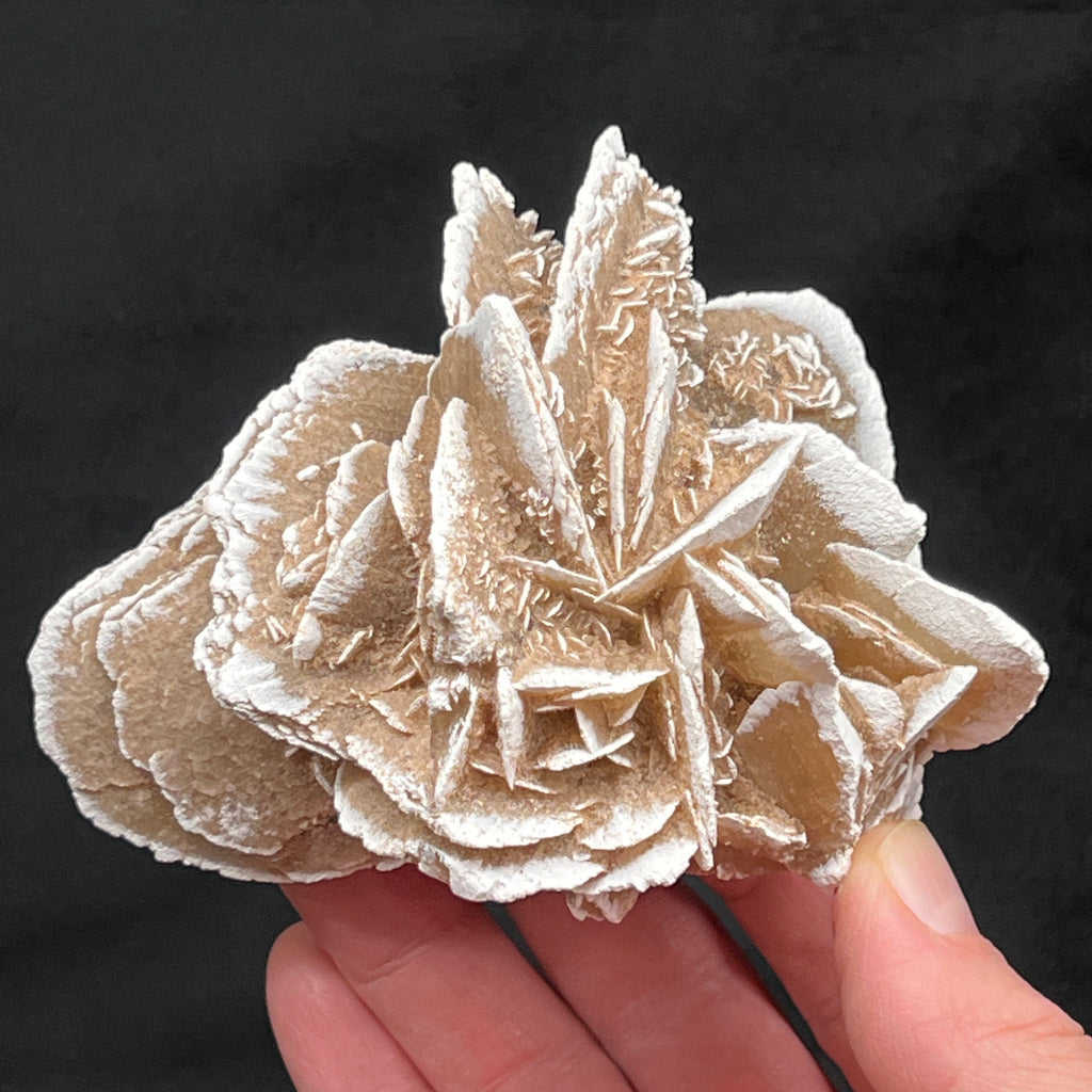 This is a gorgeous, large Gypsum-Selenite Rose, with larger size, thick crystals that present bladed with wide faces and beautiful white frosted looking edges. 