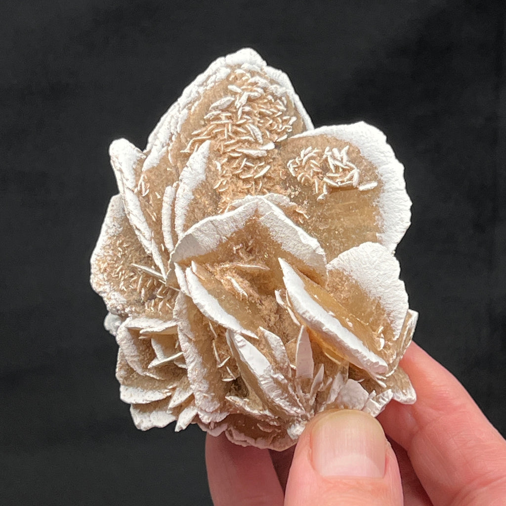 This large Gypsum - Selenite Rose cluster of crystals presents with a terrific flower like structure. 