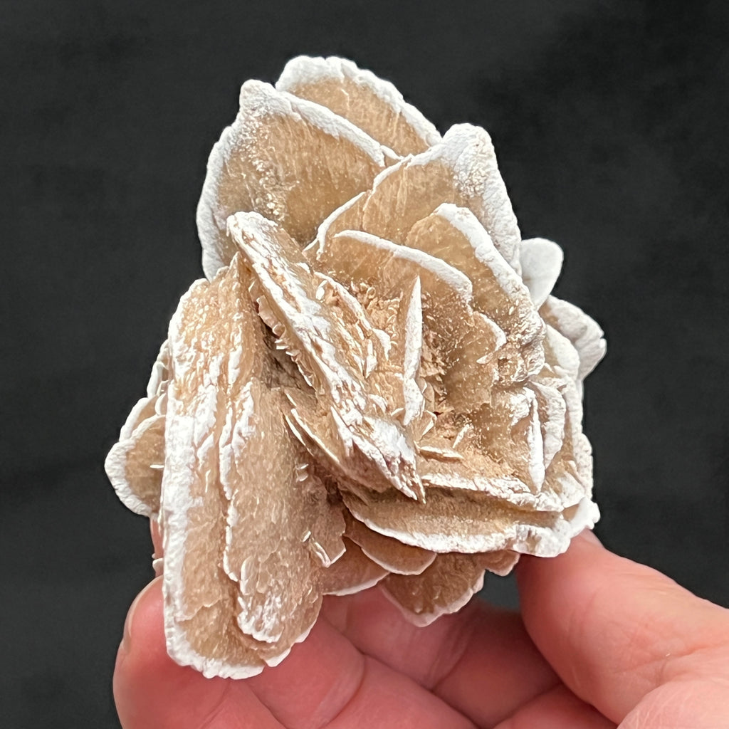 This Gypsum - Selenite Rose is truly an eye popping example of the species and will be an excellent addition to your collection or to give as a gift.