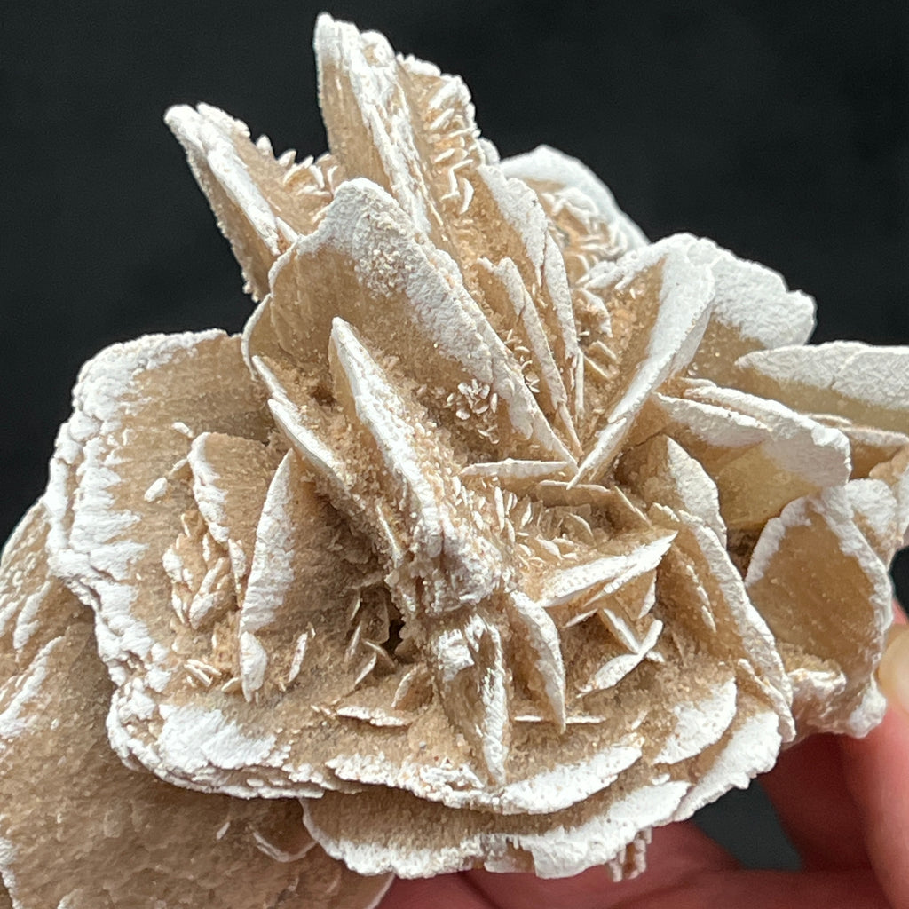 The bladed Gypsum crystals have an alluring rose petals looking presence.
