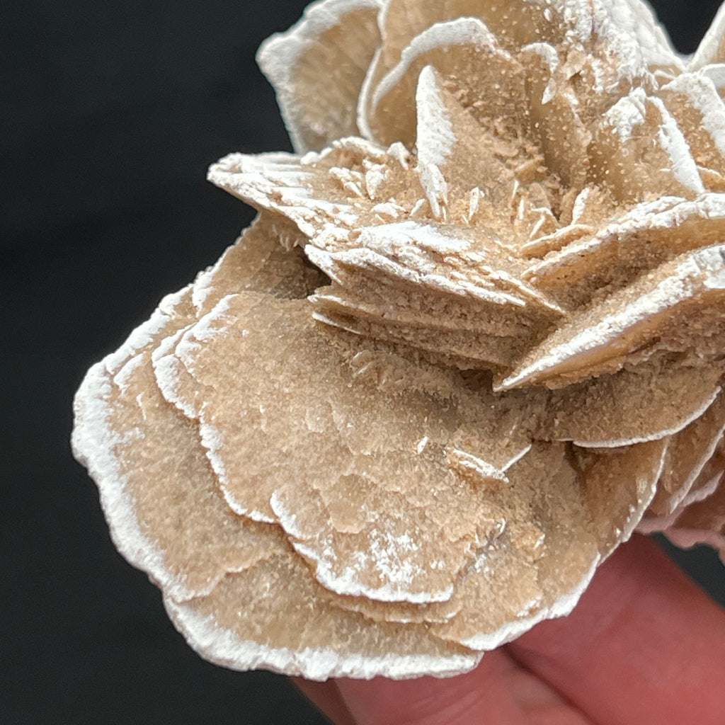 Even the texture of the large, wide, petal like crystals in this Gypsum Rose display representative of a flower, appearing to beautifully mirror nature.