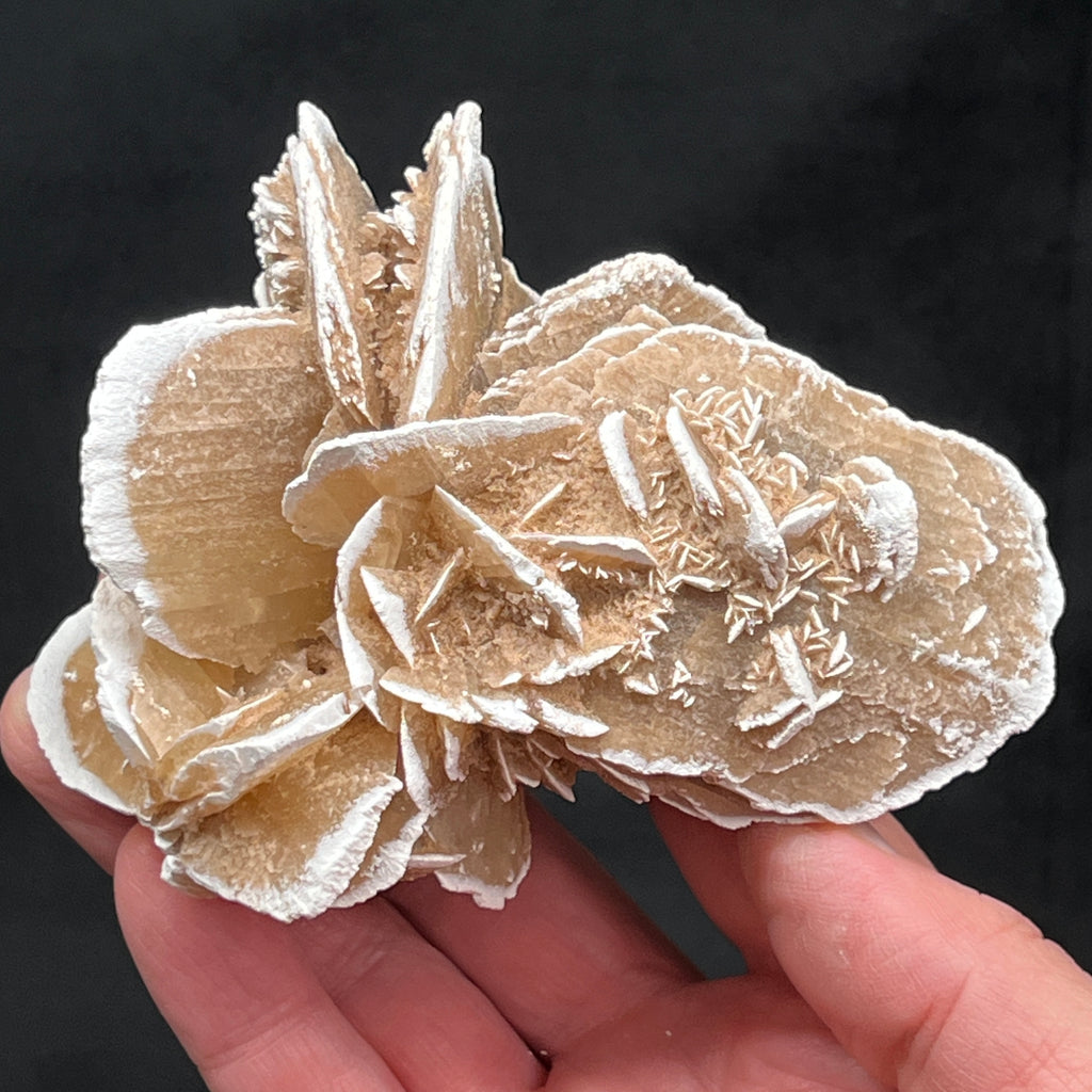 Every side of of this Gypsum Rose displays beautifully!