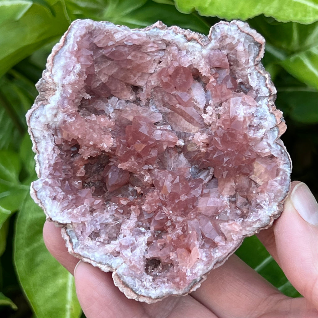 The darker pink crystals in this geode are representative of a higher quality Pink Amethyst collectors' specimen.  Our source for this fine Pink Amethyst Crystals Geode specimen is our contact that has part ownership and a direct relationship with the miners at the Colli Cura Mine in Argentina. 
