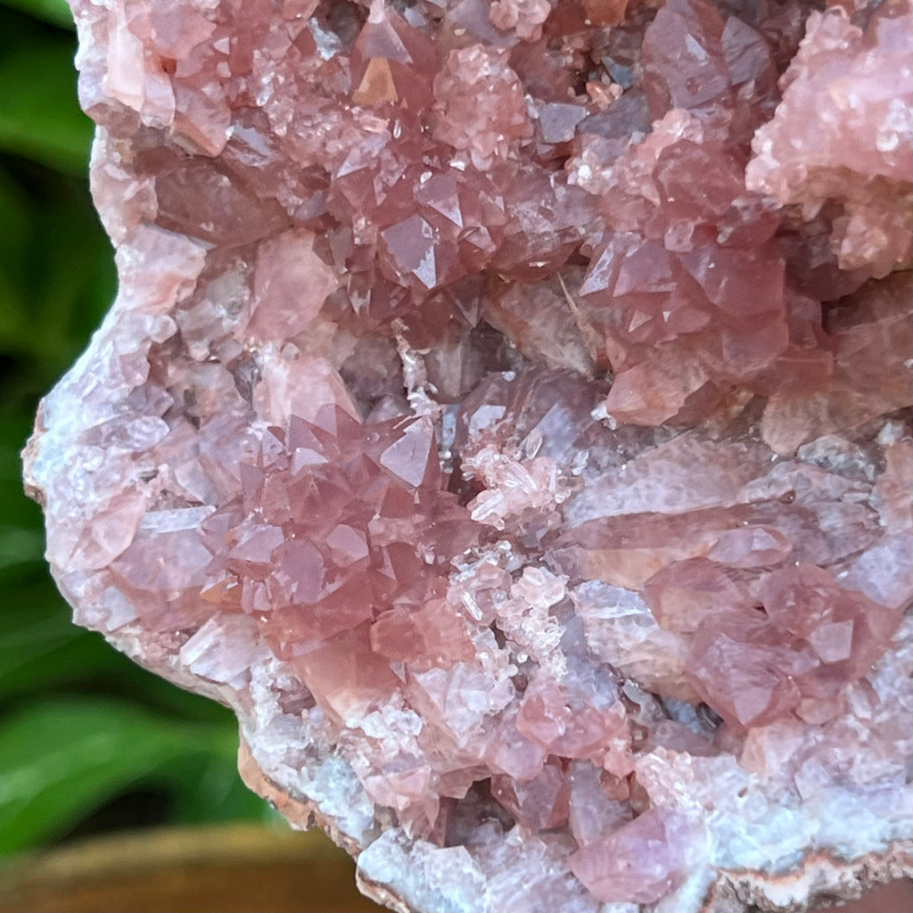 The flower like rosettes in this quality Pink Amethyst specimen are well formed. Our source for this fine Pink Amethyst Crystals Geode specimen is our contact that has part ownership and a direct relationship with the miners at the Colli Cura Mine in Argentina.   