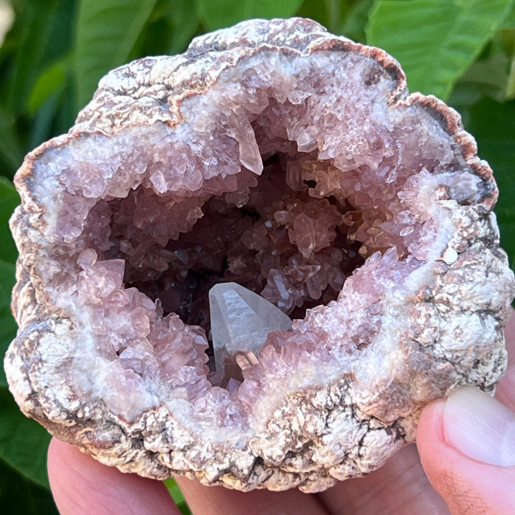 The presence of the less common, quality double-terminated Pink Amethyst crystals combined with well formed UV reactive Calcite in this fine whole geode specimen is representative of a higher grade example of the species.