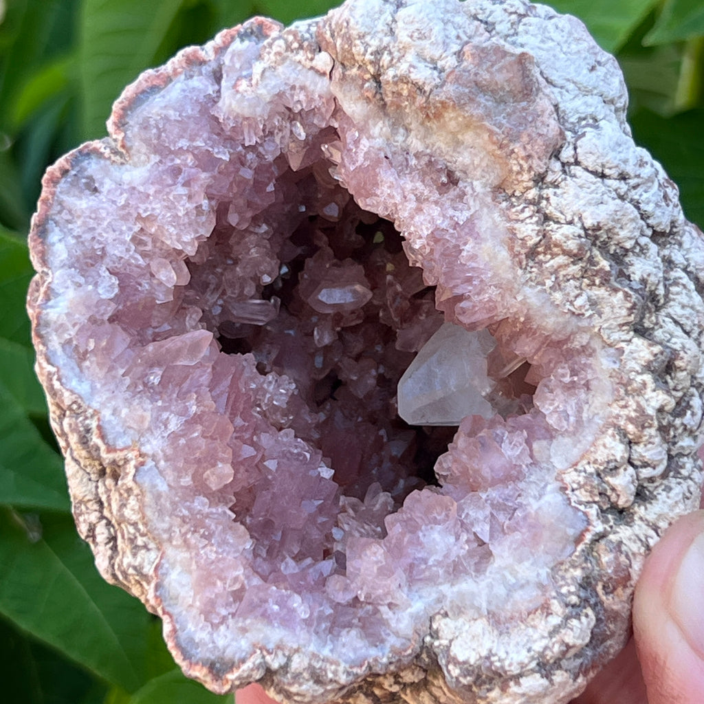  The larger, deeper side of the geode exhibits multiple, gemmy, rarer occurring double-terminated pink amethyst crystals further in the pocket that present with a beautiful luster. 