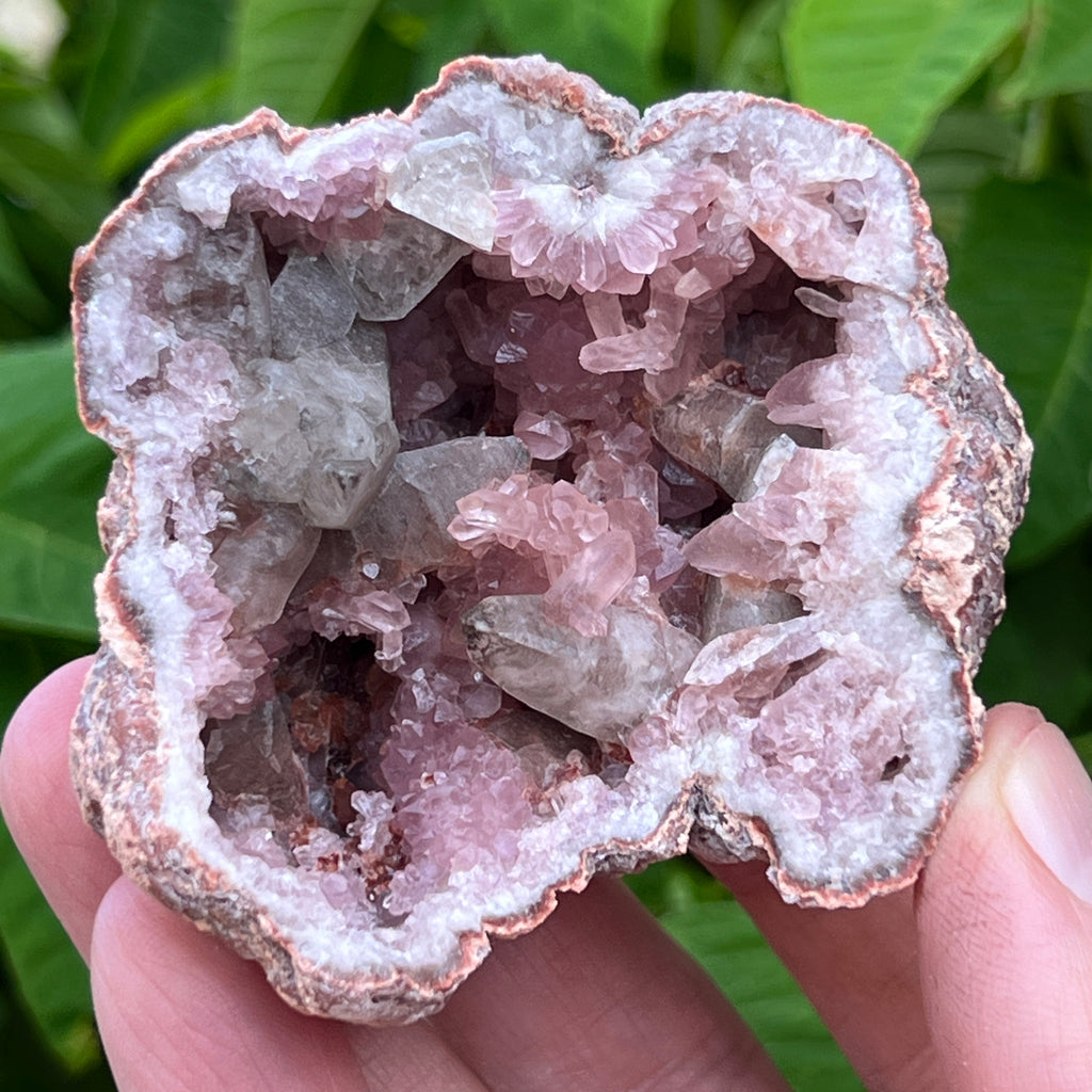 The presence of the less common, quality Pink Amethyst flower-like rosette crystal formations is representative of a higher grade example of the species.