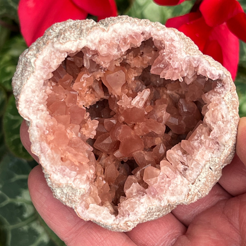 The less common double terminated Pink Amethyst crystals are nestled with flower-like clusters of crystals.