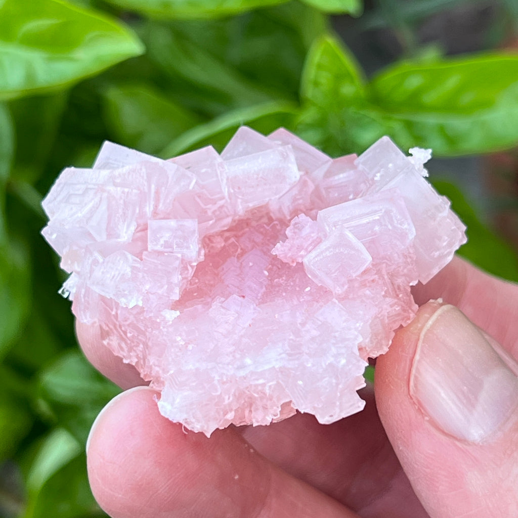 The color, form and condition of this fine piece are representative of a higher quality specimen of Pink Halite.
