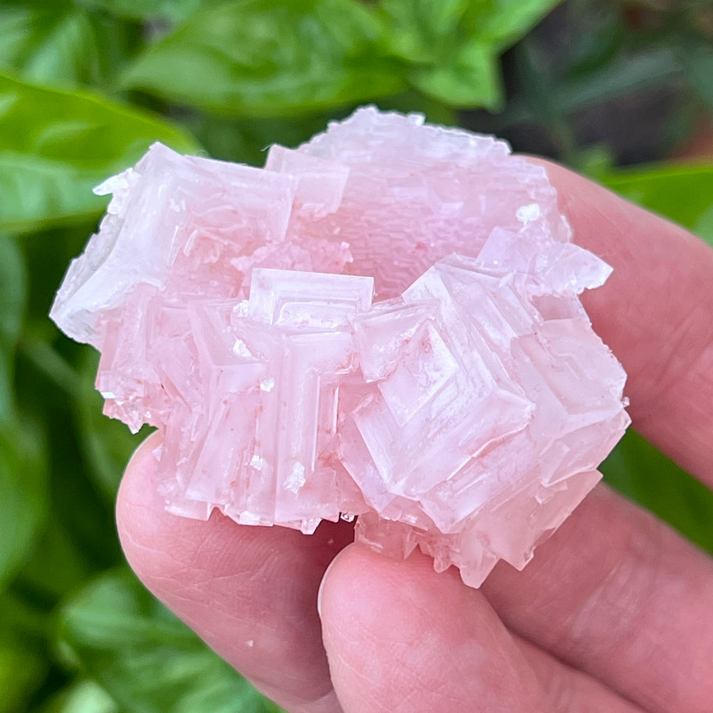 Pink Halite Crystals Terrific Stepped Hoppered 39g
