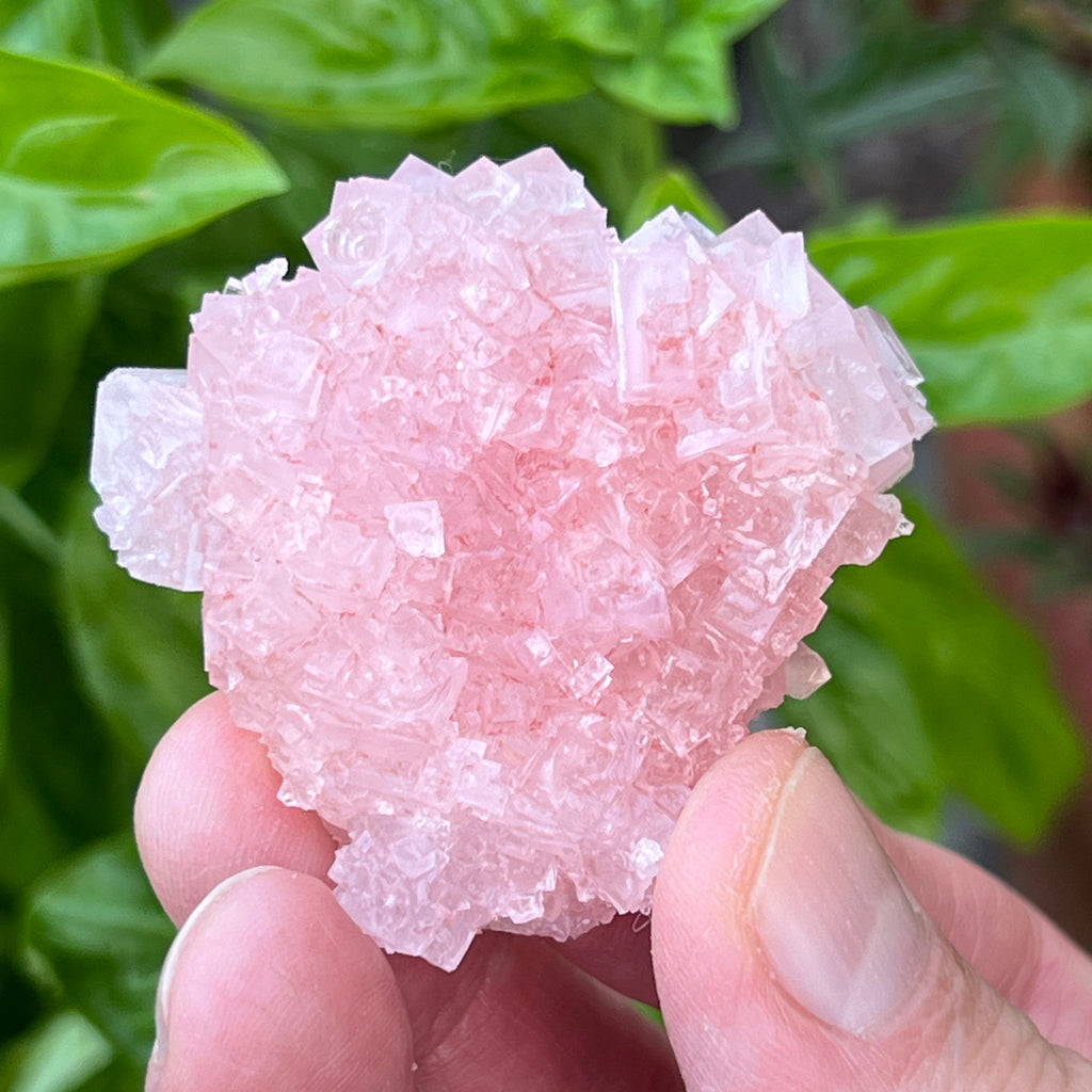 Pink Halite Crystals Terrific Stepped Hoppered 39g