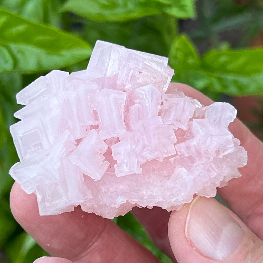 Fascinatingly, this type of Halite has a natural, profoundly pink color that is the result of the presence of ancient algae, iron oxide, and magnesium.