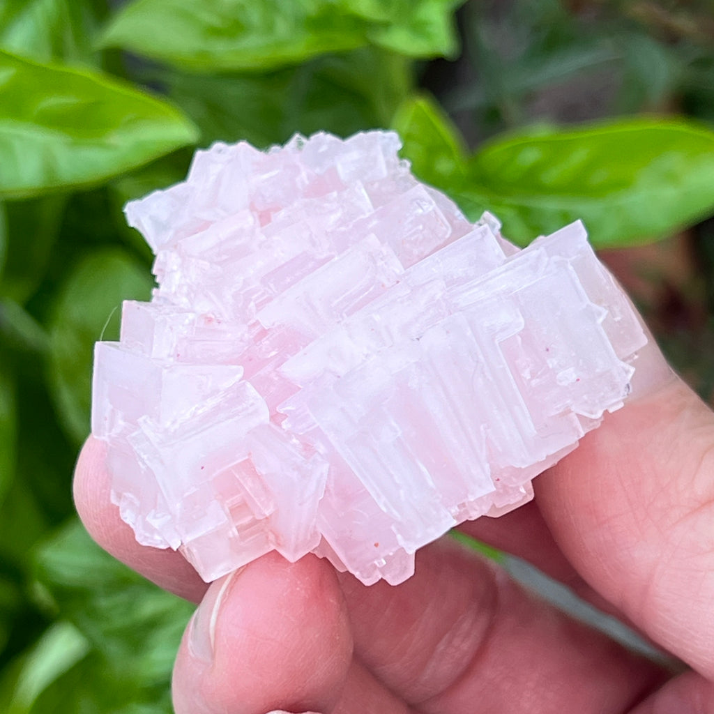 Pink Halite Crystals Excellent Stepped Hoppered 42g