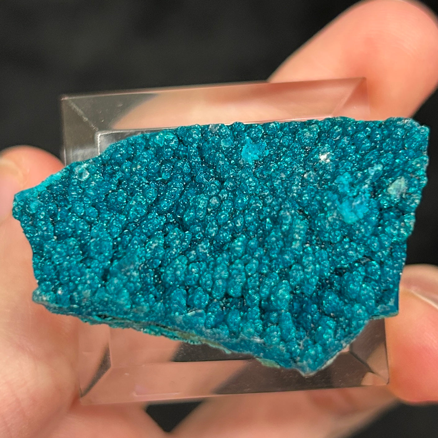 Chrysocolla - Very vivid blue and tightly packed together botryoidal habit 1.71" x 1.12" x 0.52" Excellent specimen from Peru.
