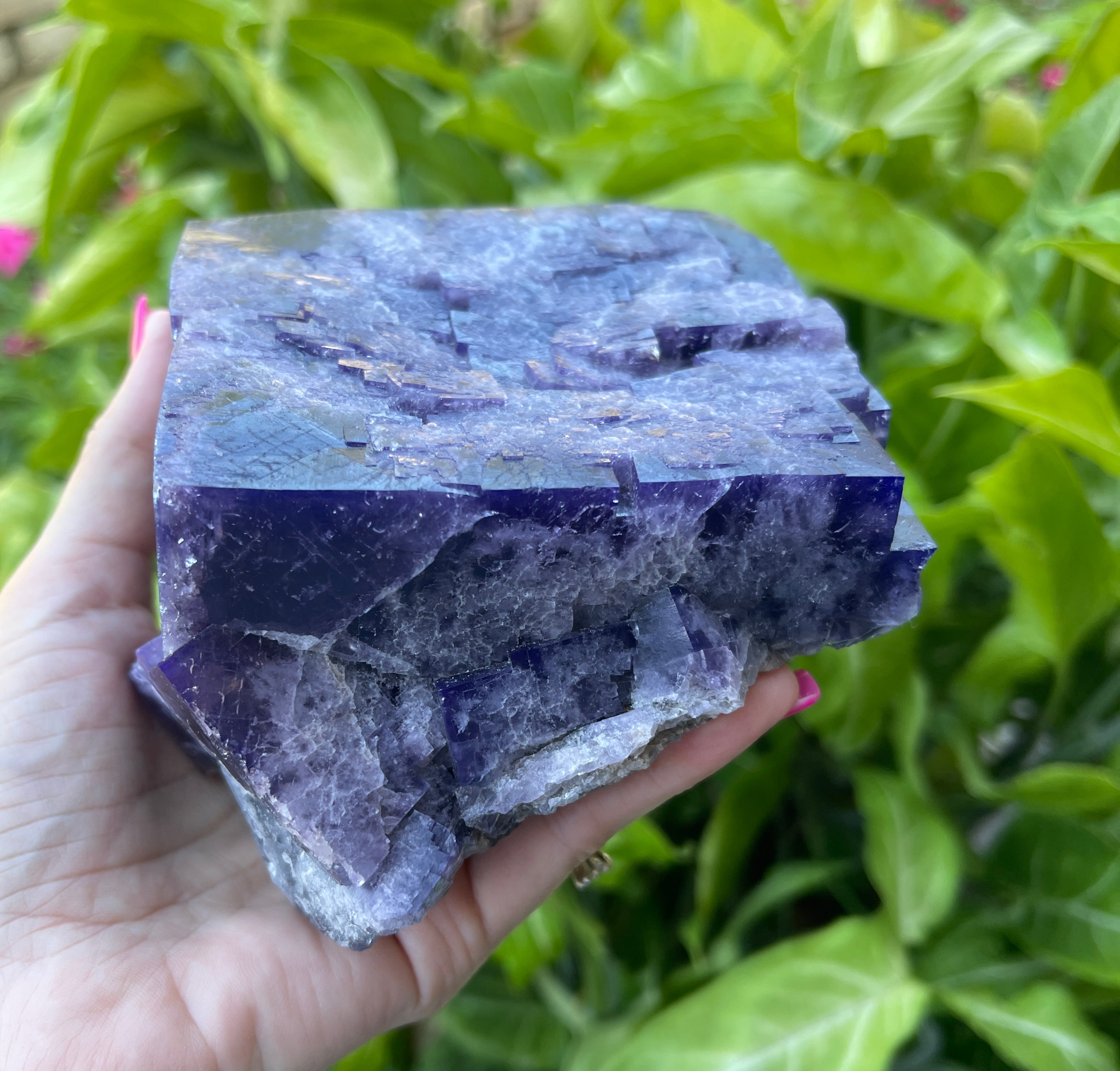 Hand holding a large purple crystal with green foliage in the background