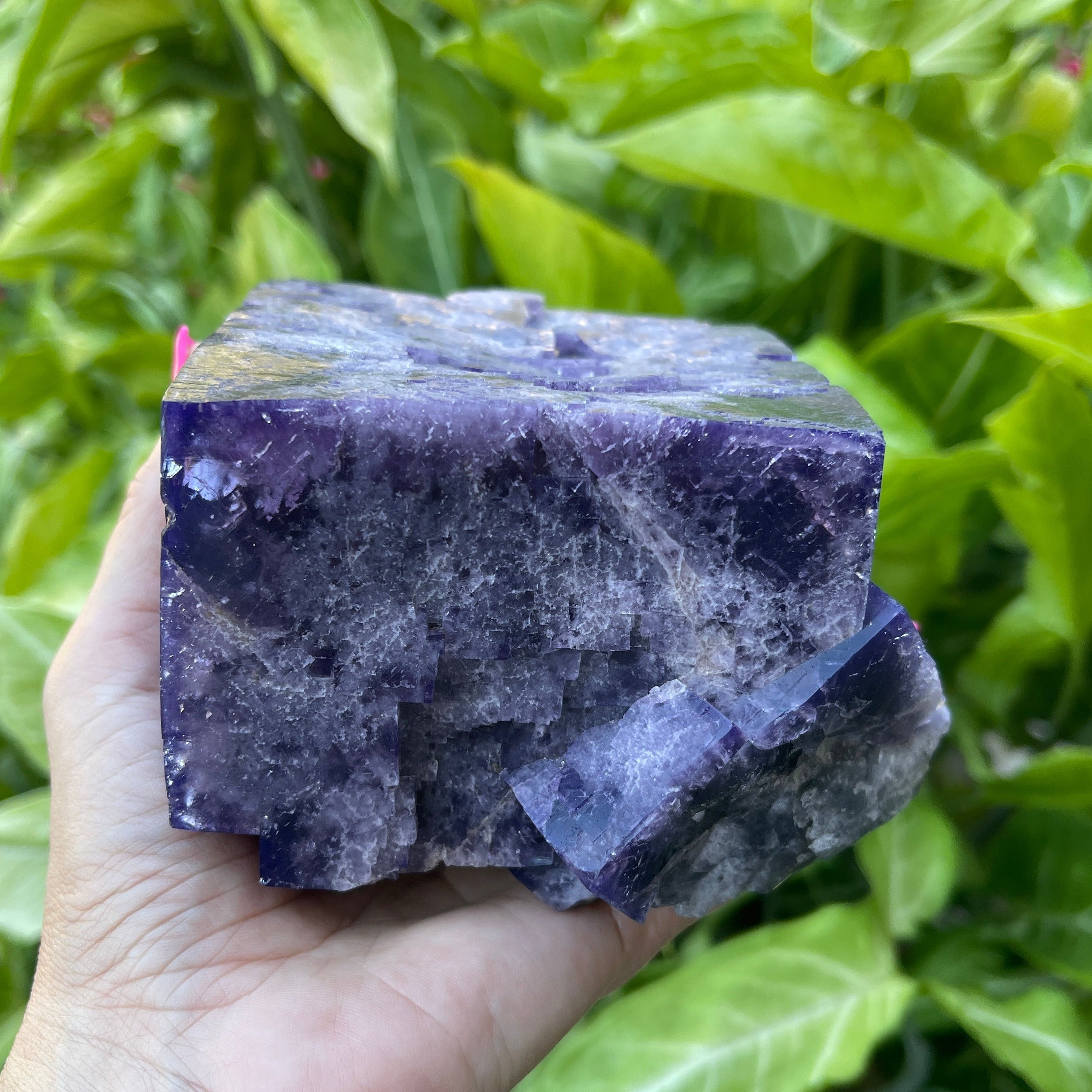 Hand holding a purple crystal cube with green foliage in the background
