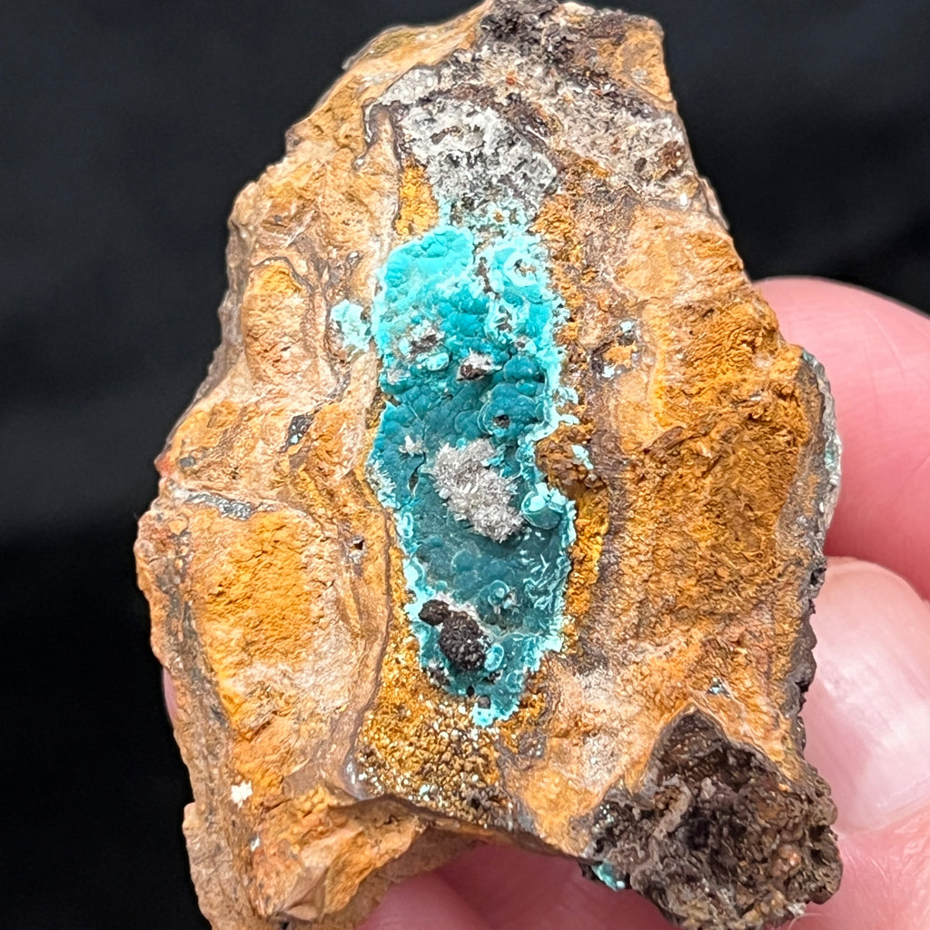 The botryoidal Rosasite in this specimen presents predominantly with an excellent, deep dark blue, blue-green color. 