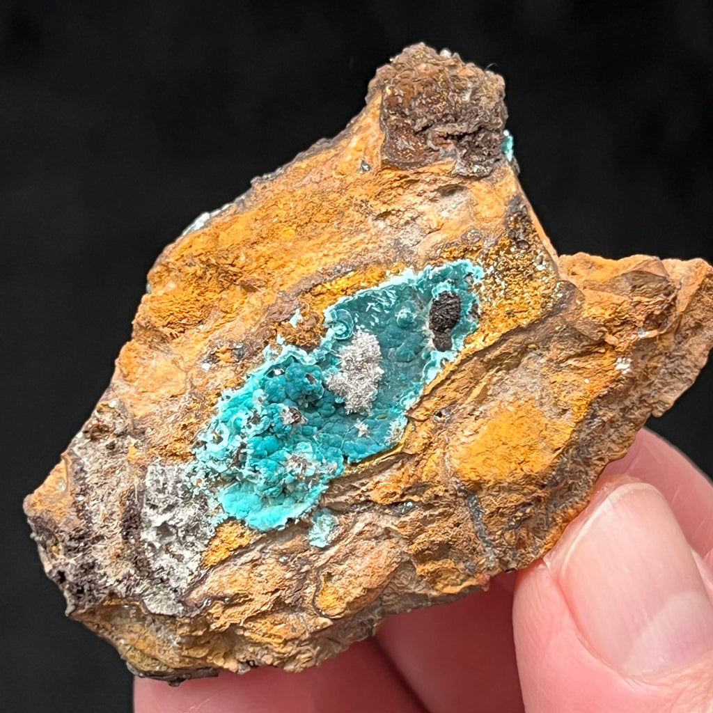 This is an excellent example of a combination of the rarer mineral Rosasite with Hemimorphite and is from the Ojuela Mine, Mapimi Municipality, Durango, Mexico.