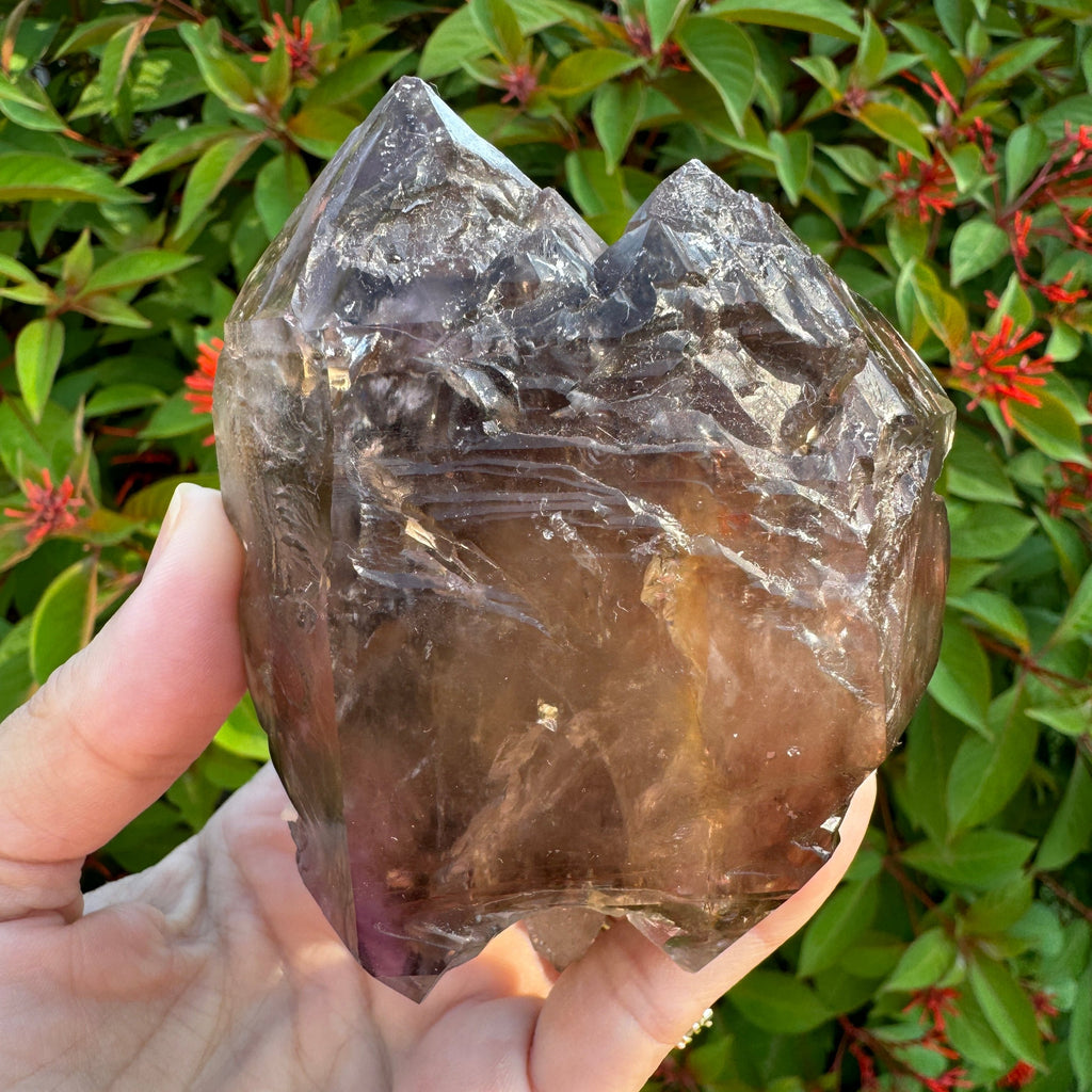 Smoky Amethyst large Scepter USA mineral Nevada.