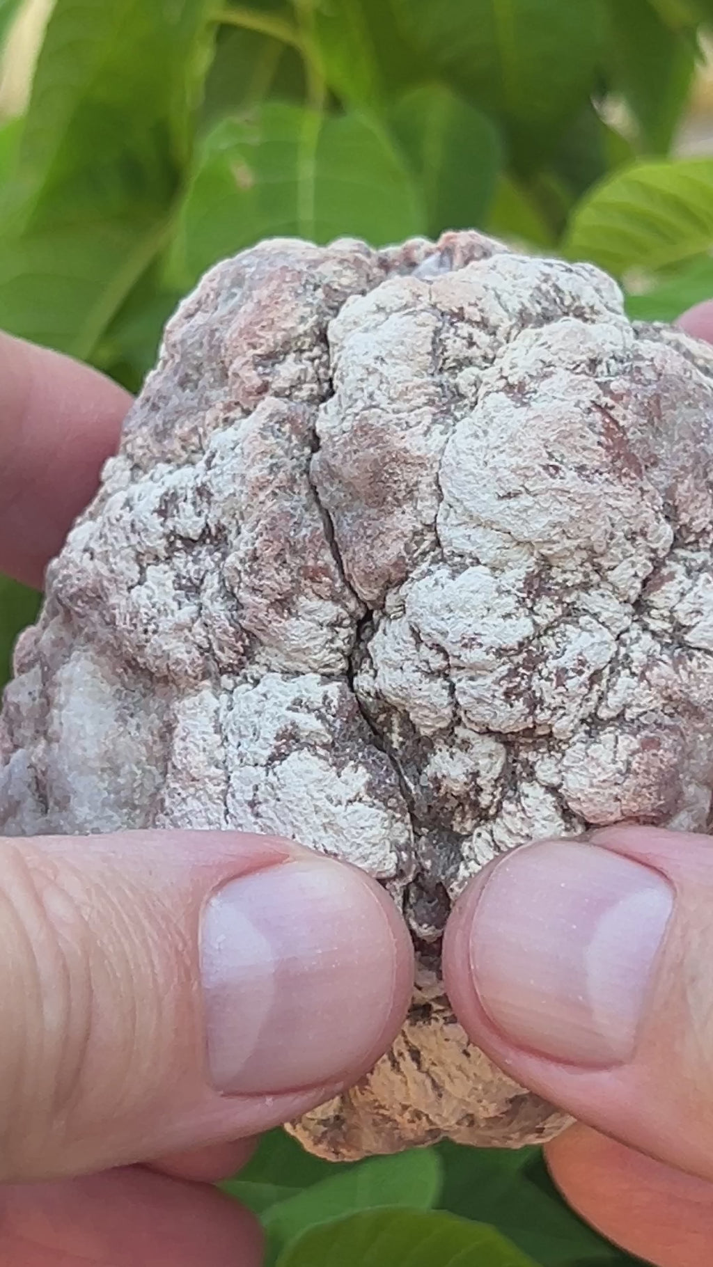 These are both sides of a whole Pink Amethyst geode exhibiting beautiful color and including well formed scalenohedral Calcite crystals.