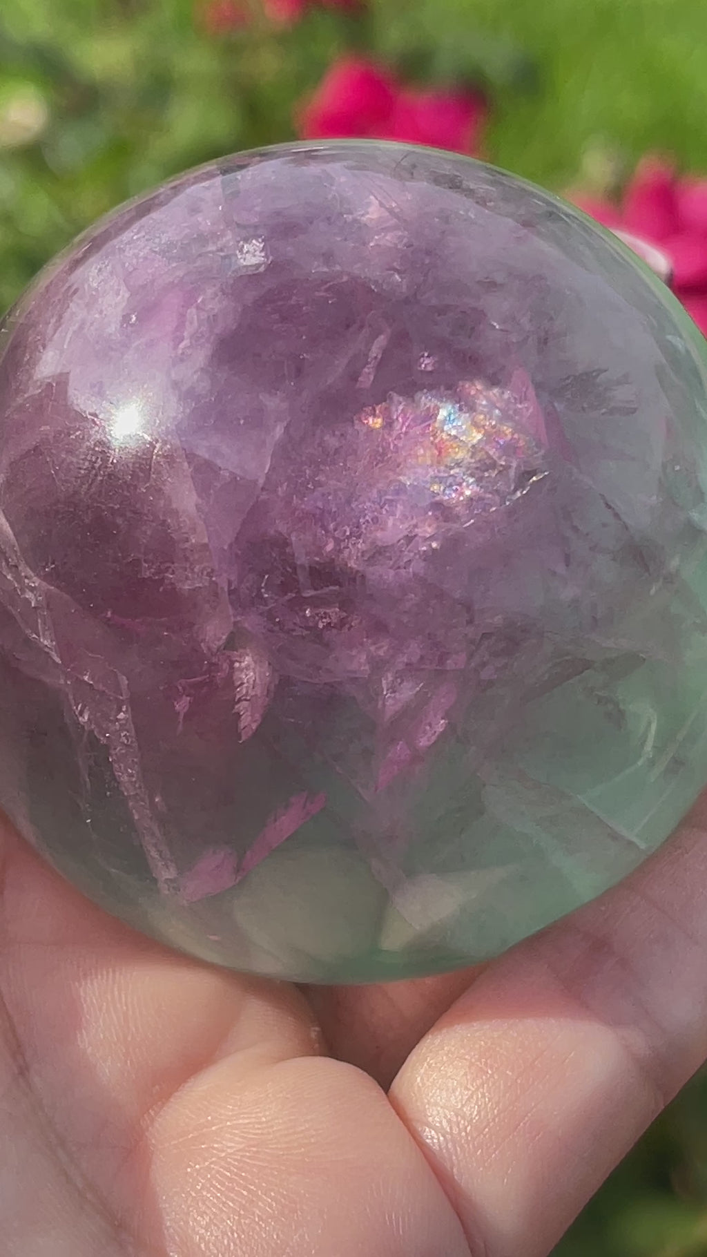 video of watermelon Fluorite shown in hand with rainbows.