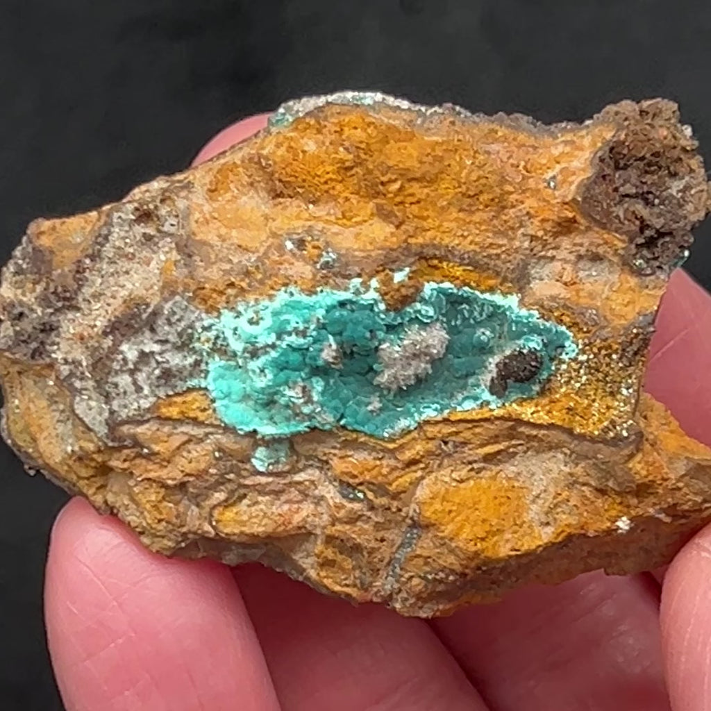 This specimen exhibiting the association of typically very small botryoidal Rosasite with Hemimorphite is a fine collector piece from the Ojuela Mine in Mexico.