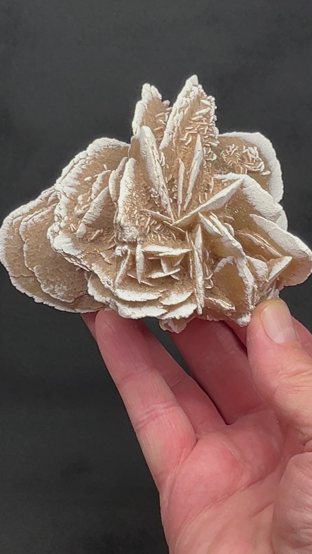 This large, exceptional Gypsum - Selenite Rose is from Samalayuca, Chihuahua, Mexico.