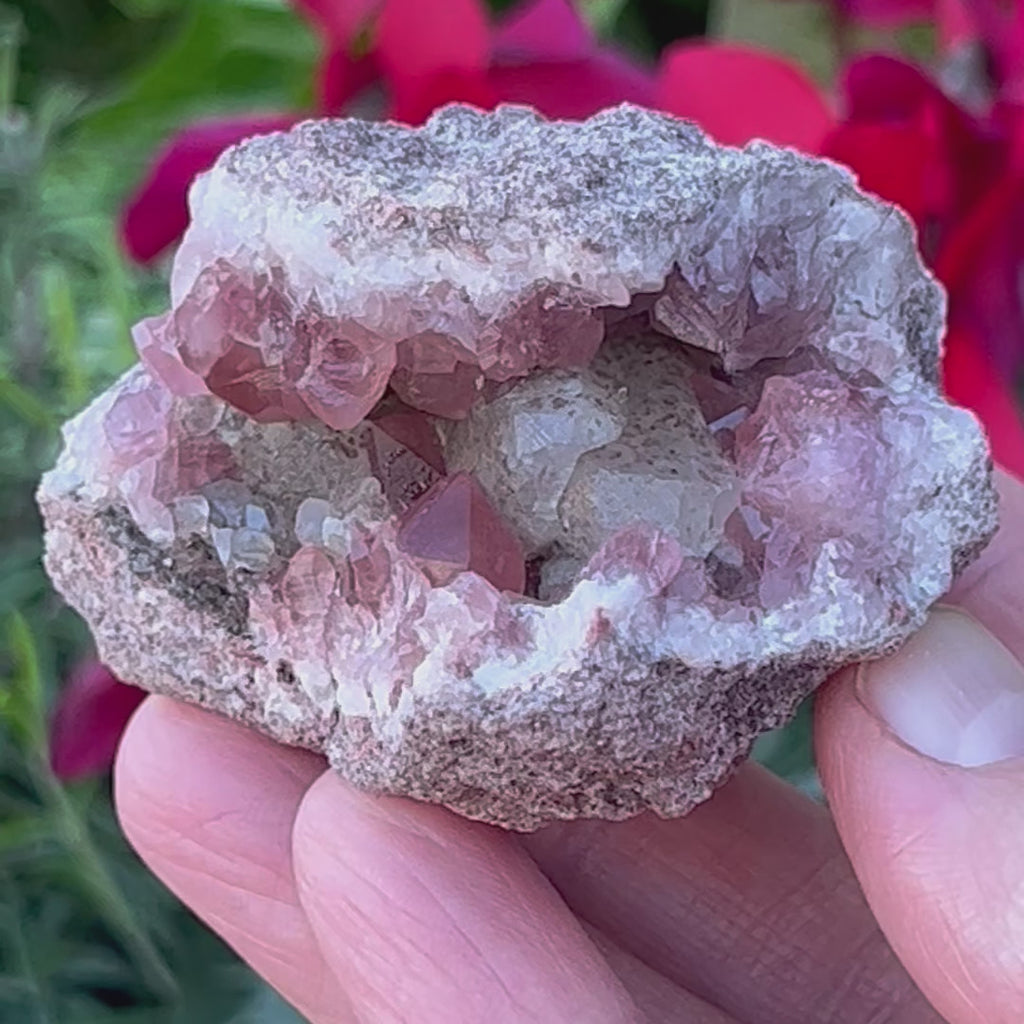 As you move this geode in your hand to explore the incredible features of this Pink Amethyst Geode, both satin and lustrous faces on the crystals cause this specimen to display with subtle flashes of light dancing off the crystals. 
